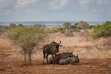 090 Kruger National Park, gnoe